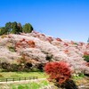 川見四季桜の里へ行ってきたのですが…。
