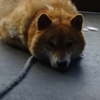 ああ、まだ８月になったばかり