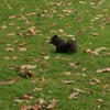 栗鼠が木の実を食べていました。