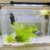 メダカ水槽にロカボーイ設置