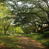 葉桜、鳥の声