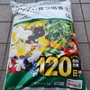 初心者　プランター？　ミニトマト栽培(^^ゞ　2024年4月16日（火）