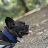 散歩の後のお風呂はサイコー