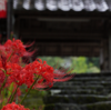 鮮やかな彼岸花と歴史を感じる佛隆寺巡り🍁
