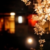 秩父清雲寺幻想的な夜桜ライトアップ3/30、31と4/6、7の４日間？開花情報満開