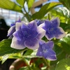 我が家の紫陽花（こんぺいとう）花色変化の記録＆先祖返り&剪定について