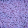 満開の桜と散り行く花びら...&#10048;
