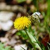 パステルの花園で　－ツマキチョウ－