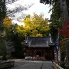 ◆見頃の大銀杏（国吉神社/いすみ市）