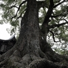 松尾神社の大楠　福岡県朝倉市古賀