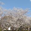 高齢ドライバーは夜がこわい、ようです。