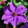 クレマチスの花