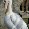 引きこもってる人に動物園を推したい