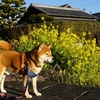 早春の海岸公園に “ 竜 ” 出現！？　