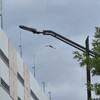 カラスの捕食行動オナガ連れ去り事件