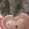 昨日は本当にびっくりした、うさぎのつきの寝方