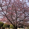 別所沼公園の河津桜が見ごろです！