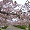 桜の終わり。　安房神社