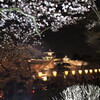 午後の紅茶と、夜桜さんぽ