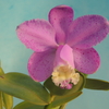 Cattleya loddigesii  f.punctata `Amanogawa'　天の川　