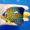 【現物12】インドニシキヤッコ 10cm±!海水魚 ヤッコ15時までのご注文で当日発送【ヤッコ】