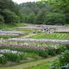 【新潟】日本四大あやめ園：五十公野（いじみの）公園のあやめ。