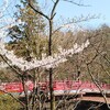 『弥彦公園の「桜」』（新潟県弥彦村）