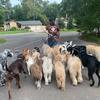 Pack Walk- A Valued Activity for Your Dogs of Varying Size and Breed