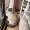 玄関で猛烈ころりんの舞