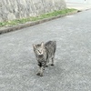 Cats living on the South Island.