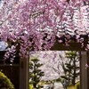 八木・池上院の桜