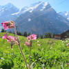 スイス・グリンデルワルト高原の可憐な花
