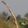 ヒメハチクイ(Little Bee-Eater)