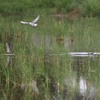 クロハラアジサシのいる田んぼ