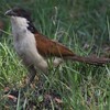 セネガルバンケン(Senegal Coucal)