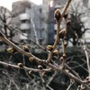 桜の芽が少し膨らんできた