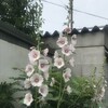 立葵