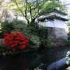 高崎城址公園周辺散歩　新緑・藤の花・土塁のツツジ・里桜