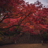 太宰府の竈門（かまど）神社で紅葉フォトウォーク！！with tatsumoさん！！