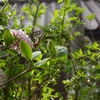 バタフライ・ガーデン1・・・アゲハチョウ・クローブガマズミの蜜を吸う