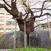 東北縦断ひとり旅⑦　石割桜（いしわりざくら）