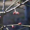 「花見」をメインに据えて帰省