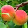 四季の菜摘み8