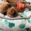 犬の僧帽弁閉鎖不全症　3ヶ月検診