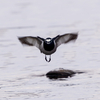 🦜野鳥の回【119】遊水地とはなんぞや？