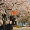 下吉影小学校の桜・・