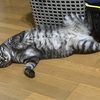酷暑続く