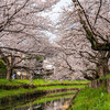 新河岸川沿いの桜並木