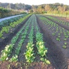 今週の野菜