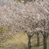 わが町の公園の桜